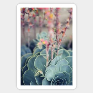 Echeveria #4 Sticker